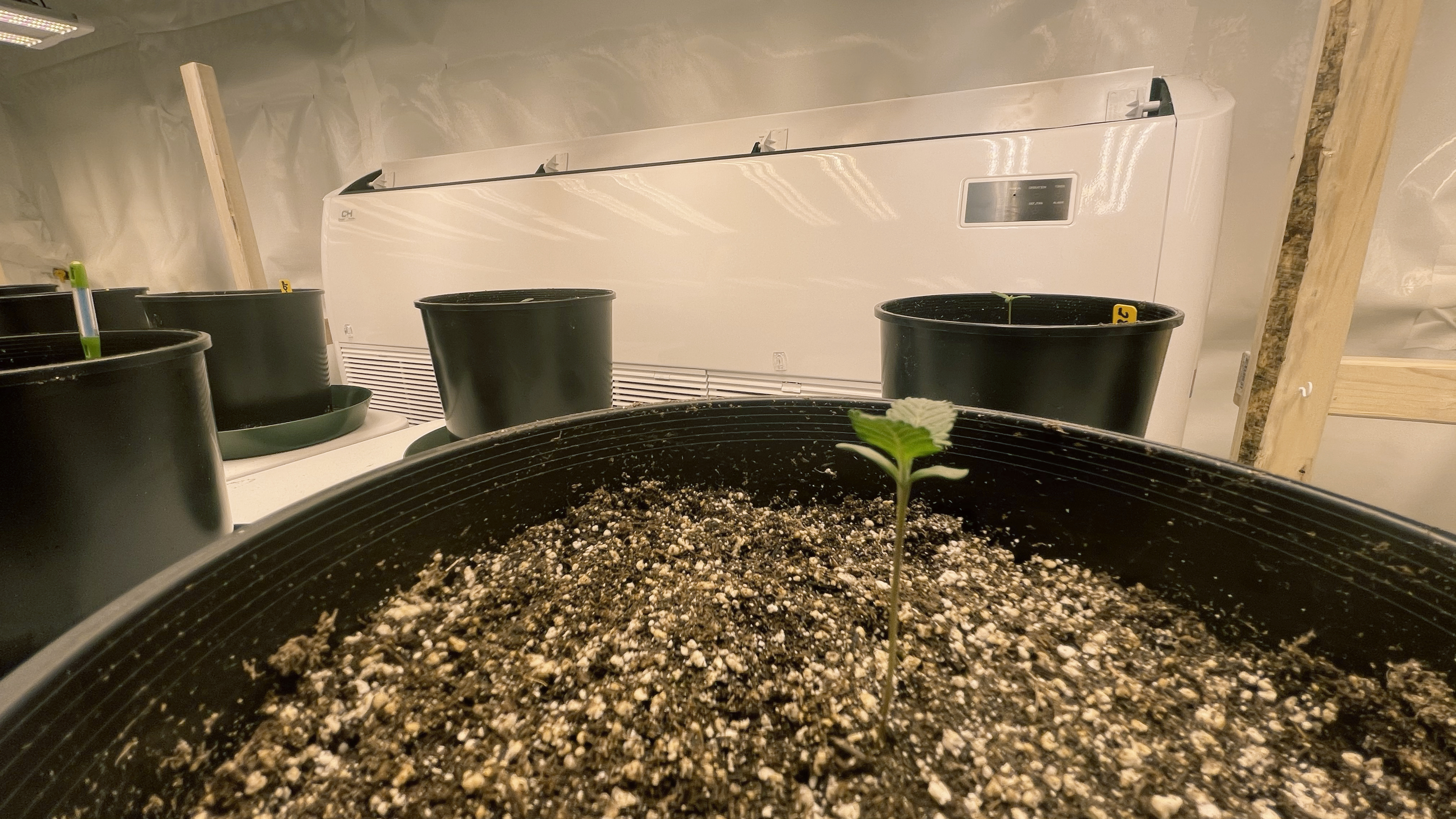 ufc grow